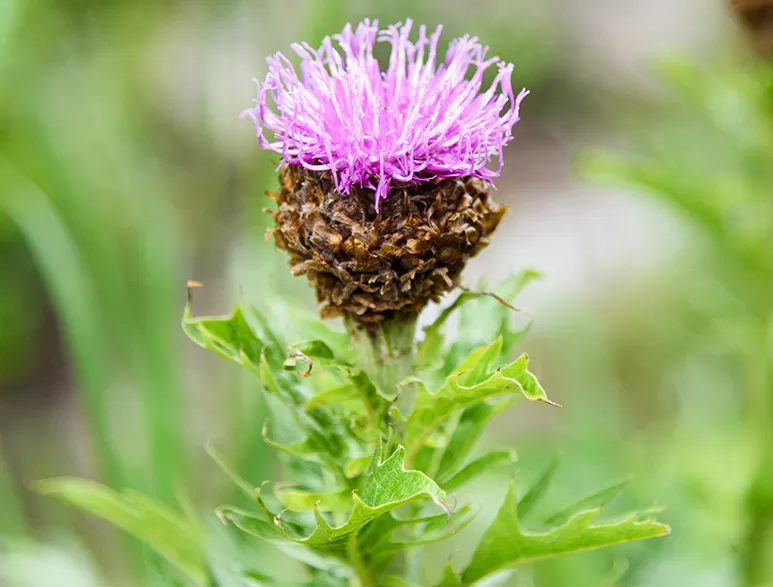 Leuzea (maral) plant