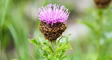 Leuzea (maral) plant